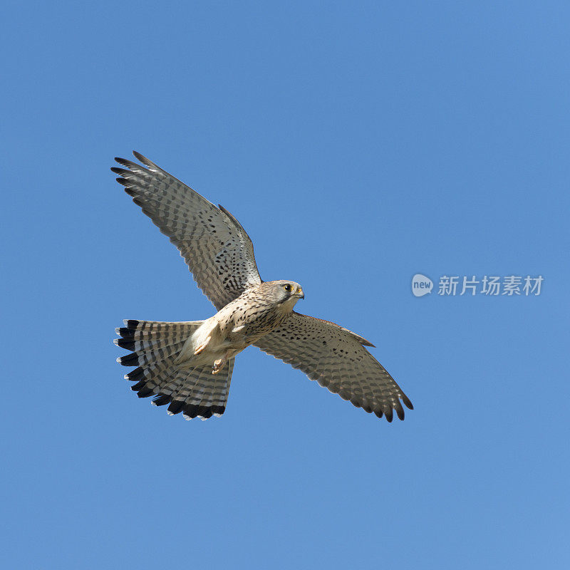 常见的凯斯特雷尔 [法尔科丁努库鲁斯]